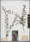 Foto von Salix repens subsp. repens L.